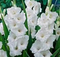 Gladiolus 'White Prosperity'