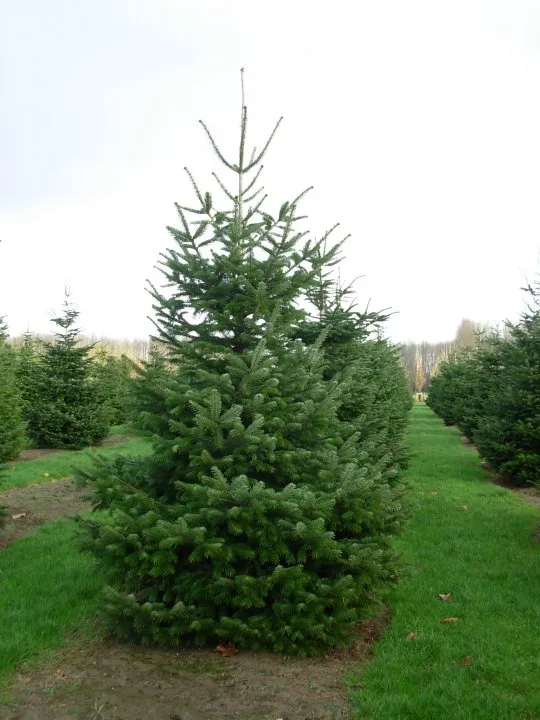 Abies nordmannia (pot rood)
