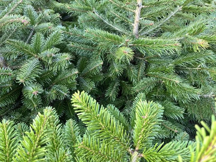 Abies nordmannia (pot rood)