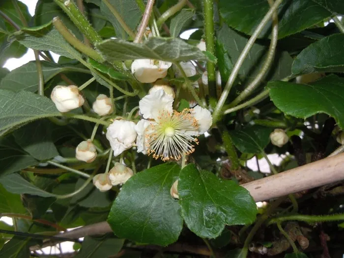 Actinidia deliciosa 'Atlas' (m)