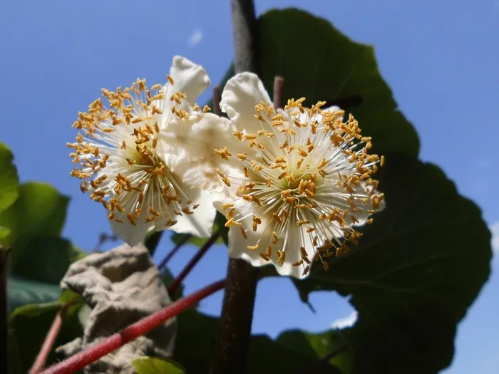 Actinidia deliciosa 'Jenny' (m+v)