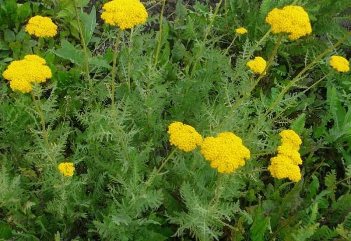 Achillea filipendulina Cloth of Gold