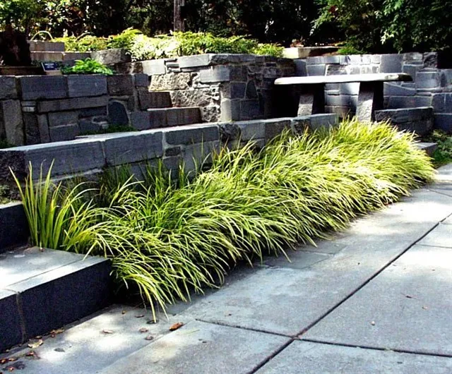 Acorus gramineus 'Ogon'