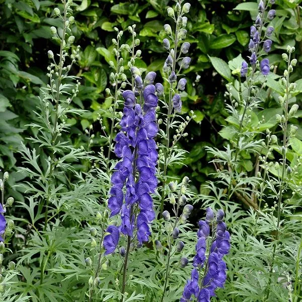 Aconitum henryi 'Spark's Variety'