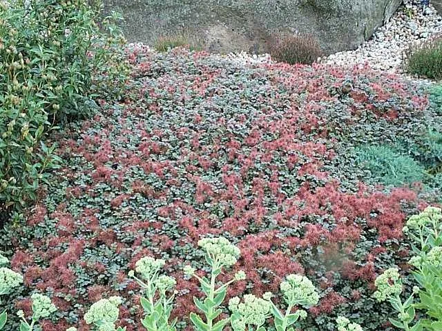 Acaena microphylla 'Kupferteppich'