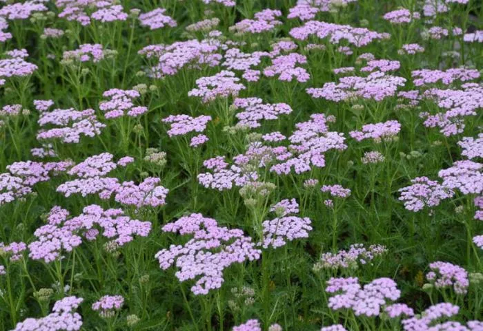 Achillea millefolium 'Lilac Beauty'