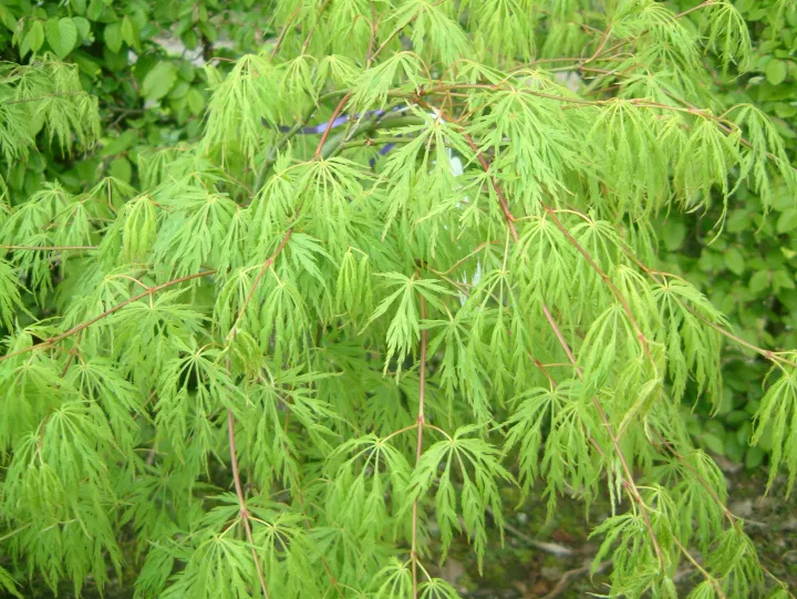 Acer palmatum 'Dissectum'