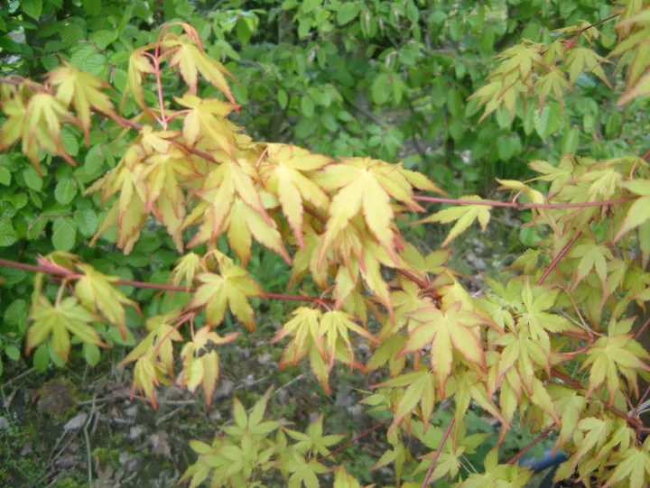 Acer palmatum 'Katsura'