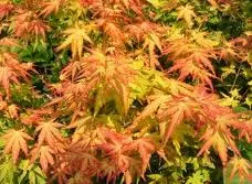 Acer palmatum 'Orange Dream'