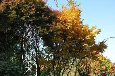 Acer palmatum 'Sangokaku'