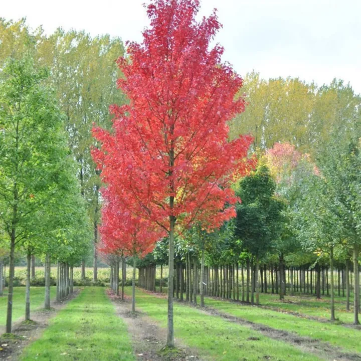 Acer rubrum 'Brandywine'