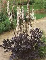 Actaea simplex 'Brunette'