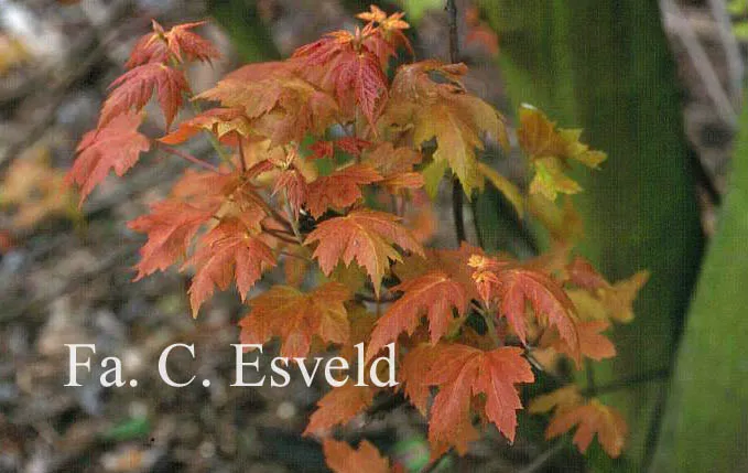 Acer saccharinum