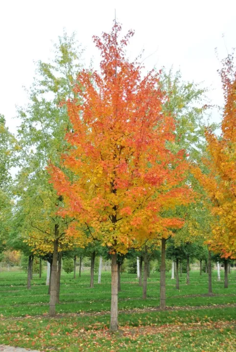 Acer saccharinum