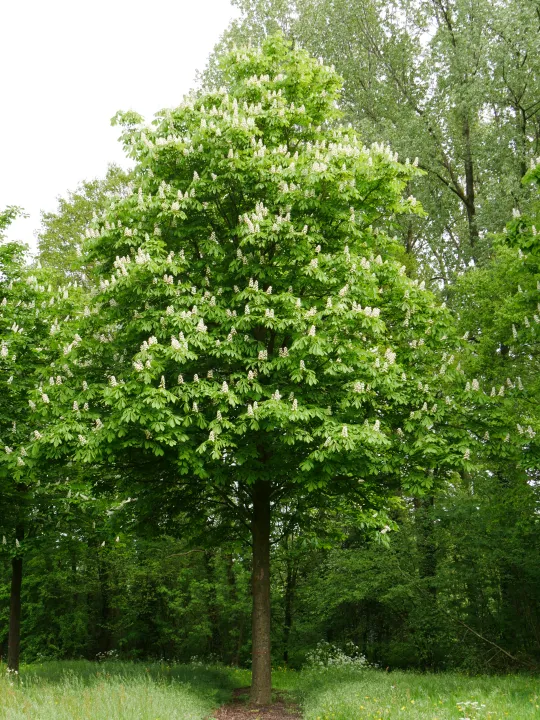 Aesculus hippocastanum