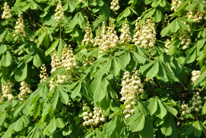 Aesculus hippocastanum