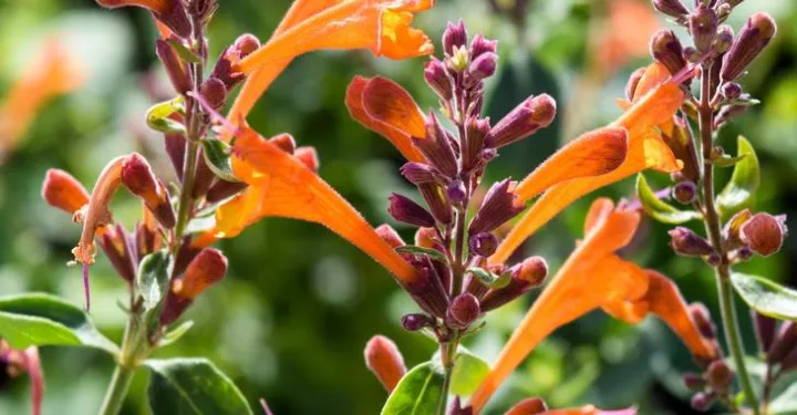 Agastache 'Mango Tango'