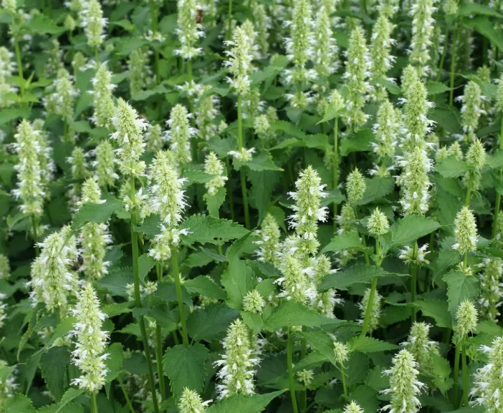 Agastache rugosa 'Alabaster' Agastache rugosa 'Alabaster'