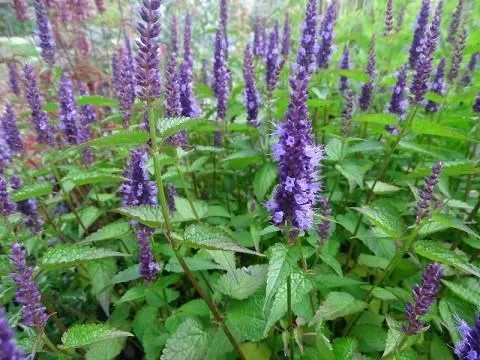 Agastache 'Little Adder' Agastache 'Little Adder'