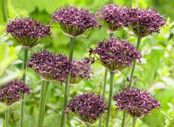 Allium atropurpureum c