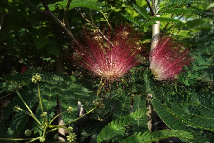 Albizia julibrissin 'Rouge De Tuiliere'