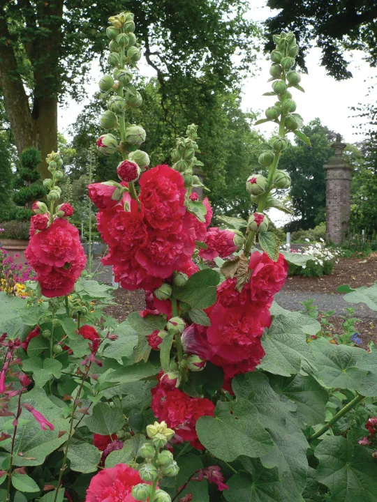 Alcea rosea 'Charter's Double Scarlet'