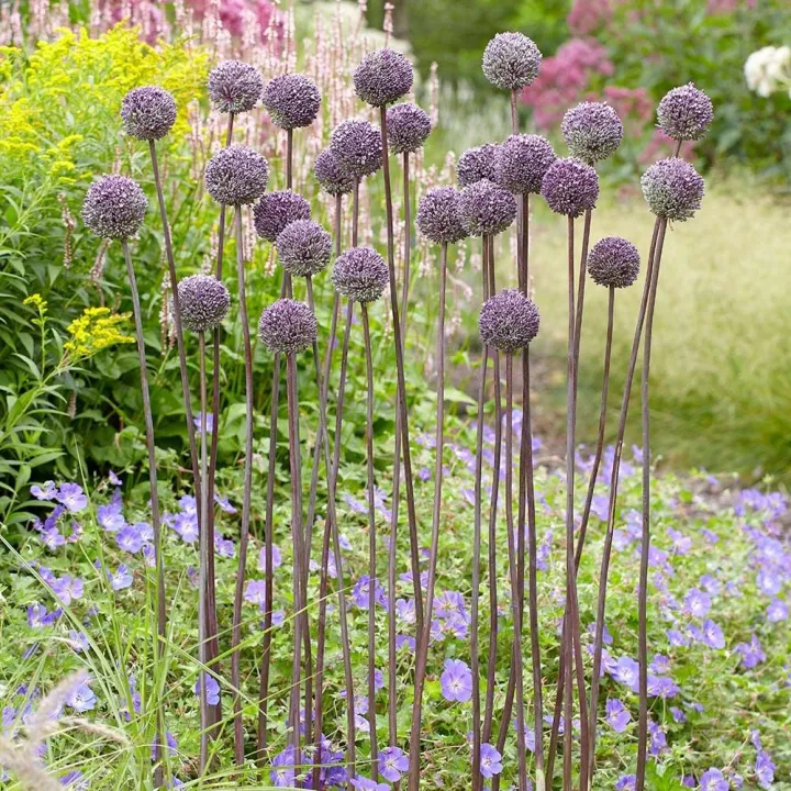Allium 'Summer Drummer' Allium 'Summer Drummer'