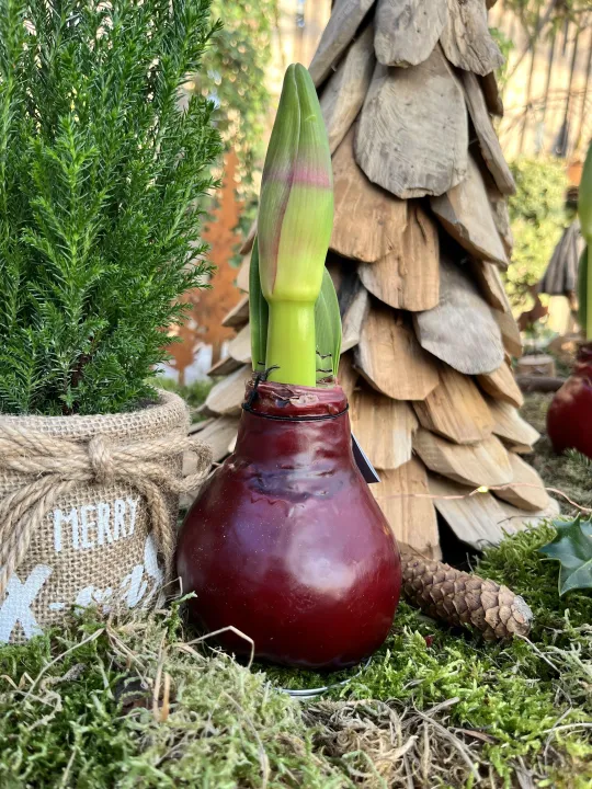 Hippeastrum (Amarylis) waxed glitter mix