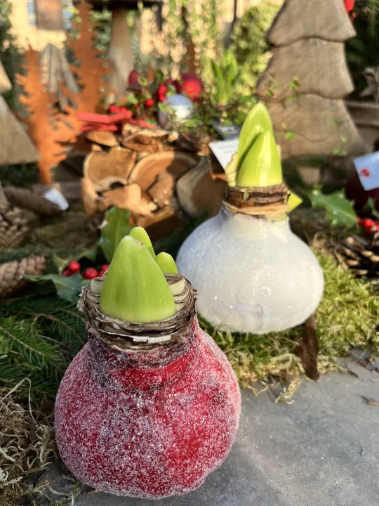 Hippeastrum (Amarylis) waxed glitter mix