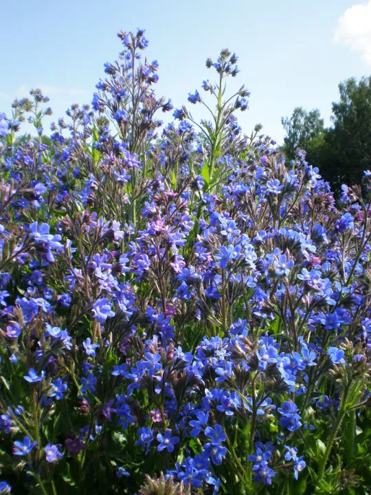 Anchusa azurea 'Loddon Royalist' Anchusa azurea 'Loddon Royalist'
