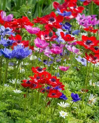 Anemone coronaria 'De Caen' 