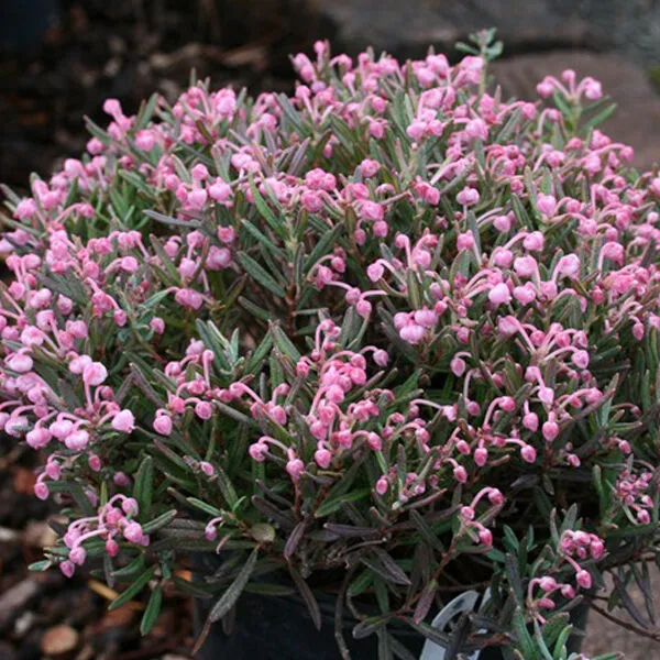 Andromeda polifolia 'Blue Ice'