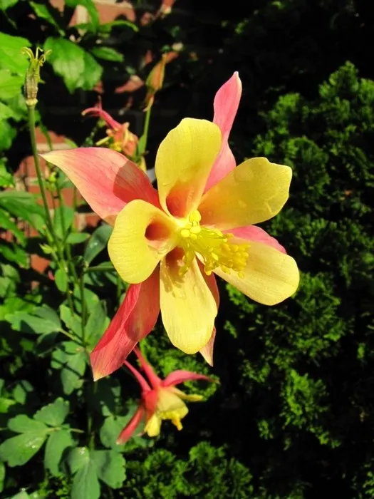 Aquilegia 'Imperial' 
