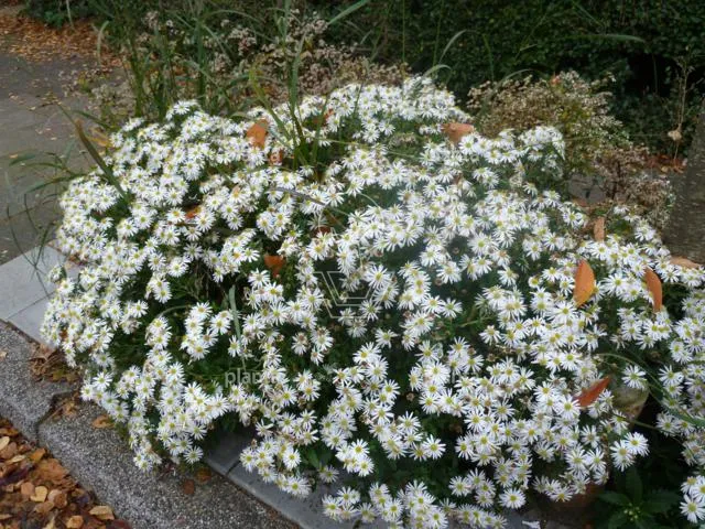 Aster ageratoides 'Ashvi'