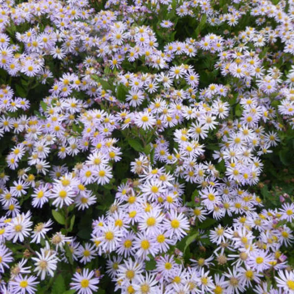 Aster ageratoides 'Asran' Aster ageratoides 'Asran'
