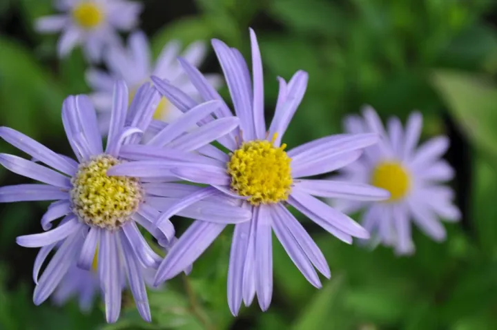 Aster amellus 'Dr. Otto Petschek' Aster amellus 'Dr. Otto Petschek'