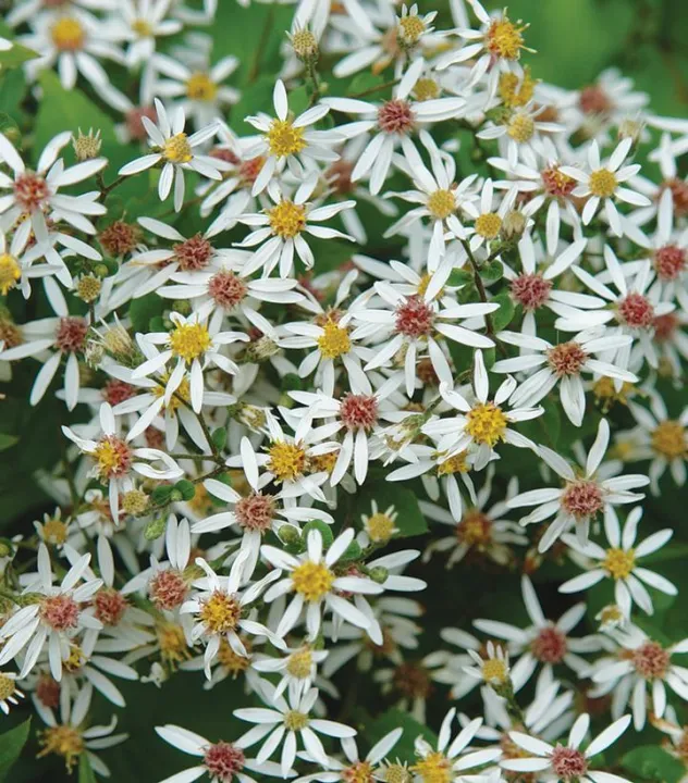 Aster divaricatus 'Eastern Star' Aster divaricatus 'Eastern Star'