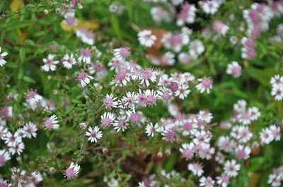 Aster lateriflorus 'Horizontalis'