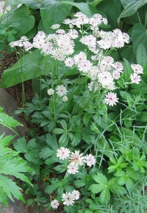 Astrantia major