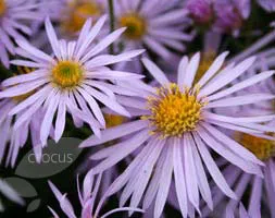 Aster pyrenaeus 'Lutetia'