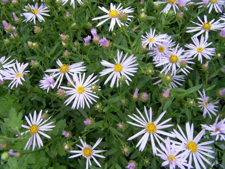 Aster pyrenaeus 'Lutetia'