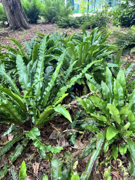 Asplenium scolopendrium 'Angustifolium'