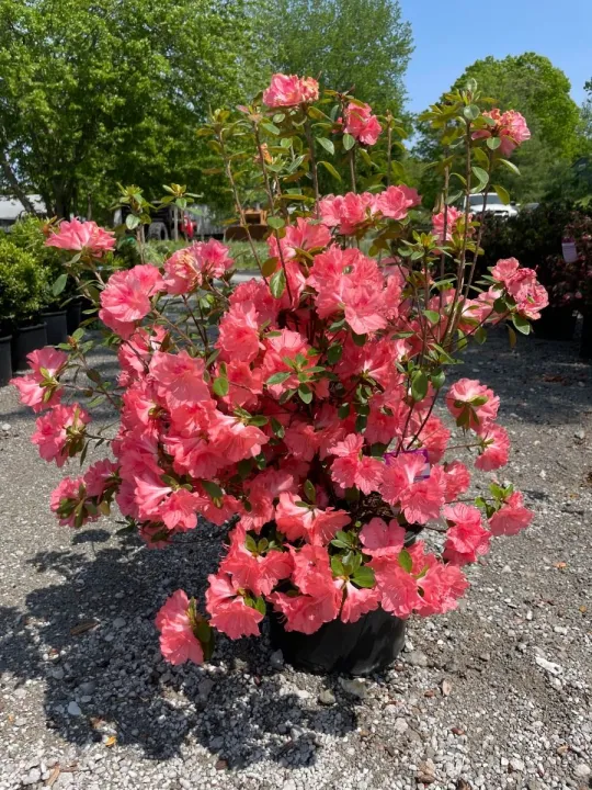 Azalea japonica 'Blaauws Pink'