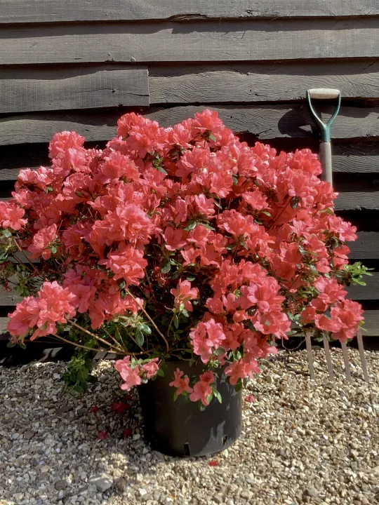 Azalea japonica 'Aladdin Scout'