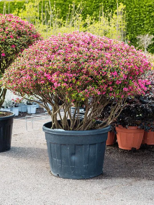 Azalea japonica 'Blaauw's Pink'