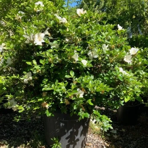 Azalea japonica 'King White' 