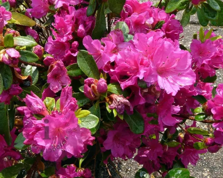Azalea 'Violetta'