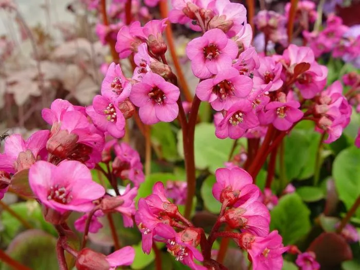 Bergenia cordifolia 'Eroica'