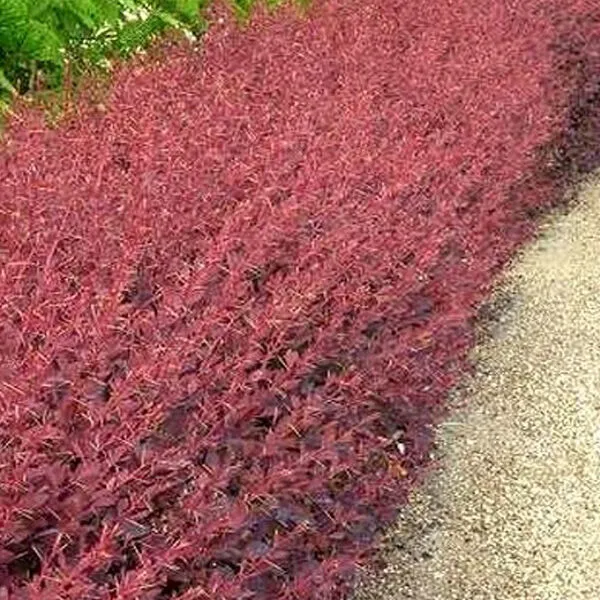 Berberis ottawensis 'Auricoma'