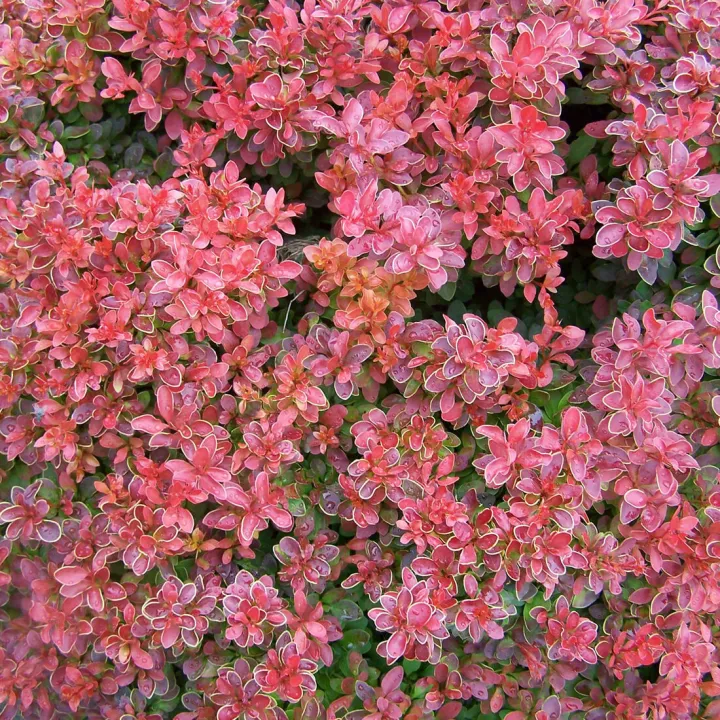 Berberis thunbergii 'Admiration'®